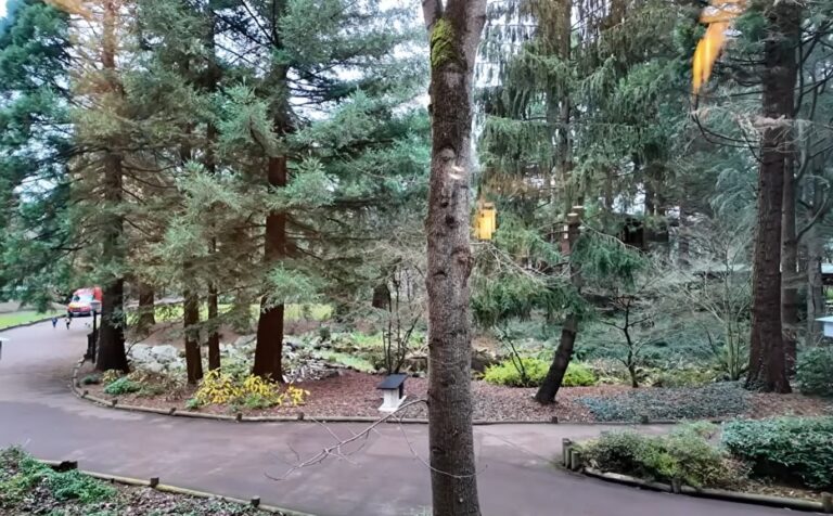 disney sequoia lodge 6 768x476